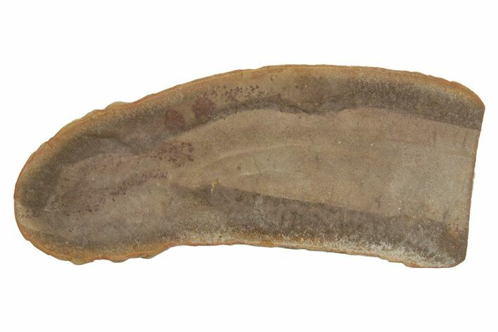 Partial Tully Monster (Tullimonstrum) - Mazon Creek #379385